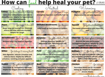How Can Food Help Heal Your Pet?