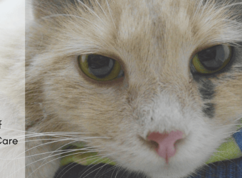 6 Hidden Signs of Great Veterinary Care