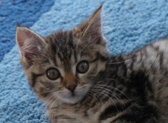 Dr. K's Case of the Month: The Curious Kitten