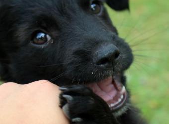 Puppy Biting: Why They Do It and How to Curb It