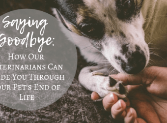 Saying Goodbye: How Our Veterinarians Can Guide You Through Your Pet's End of Life