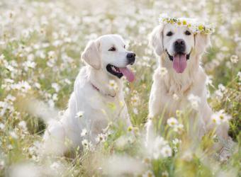 Top 5 Spring Hazards for Pets