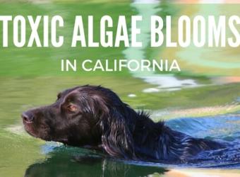 Toxic Algae Blooms in California