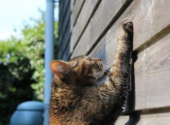How to Stop Destructive Cat Scratching