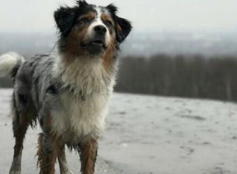 Disaster Planning Includes Pets, Too