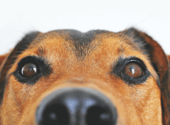 Dog Anal Glands - What Every Dog Lover Needs to Know