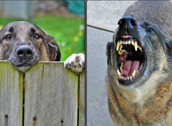 Dog Bite Prevention: 3 Things You Should Know