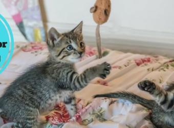 5 Exercises for Sedentary Cats