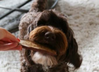 5 Fun Fall Homemade Dog Treats