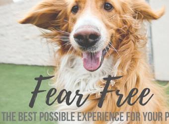 Fear Free: The Best Possible Experience for Your Pet