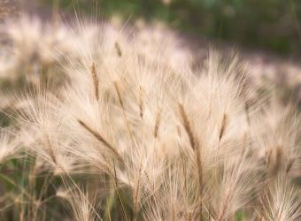 Dr. K's Case of the Month: Pesky Foxtails and Pets