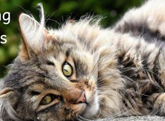 Matting in Cats