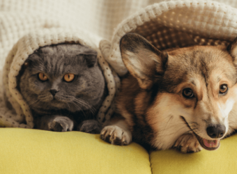 Post-Pandemic Life: Tips to Help Your Pets Adjust to Life After COVID