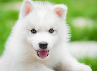 From Puppy Breath to Painful Plaque: How to Take Care Of Your New Pet's Teeth