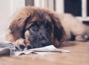 Top 5 Training Tips for New Puppy Owners
