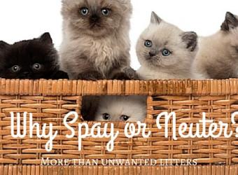 Top Reasons to Spay or Neuter