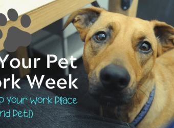 Take Your Pet to Work Week: How to Prep Your Work Place (and Pet!)