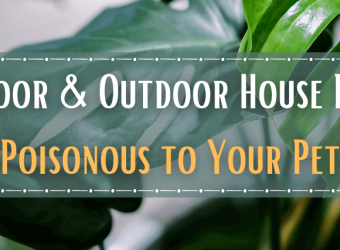 9 Indoor & Outdoor House Plants Poisonous to Your Pet