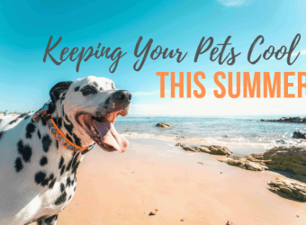 Keeping Your Pets Cool This Summer