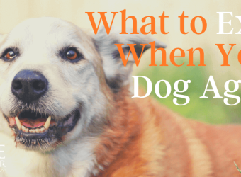 What to Expect When Your Dog Ages