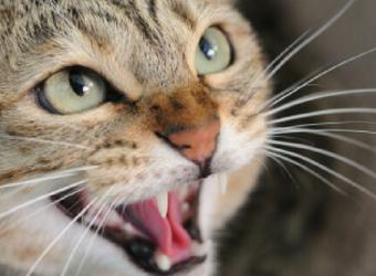 Will My Cat Hate Me if I Take it to the Vet?