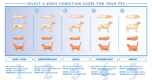 Dog Weight Loss Chart