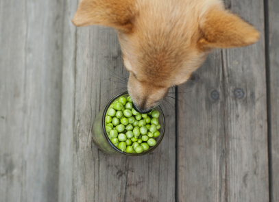Can dogs eat cooked vegetables hot sale