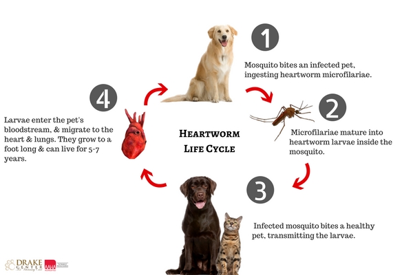 heartworm curable